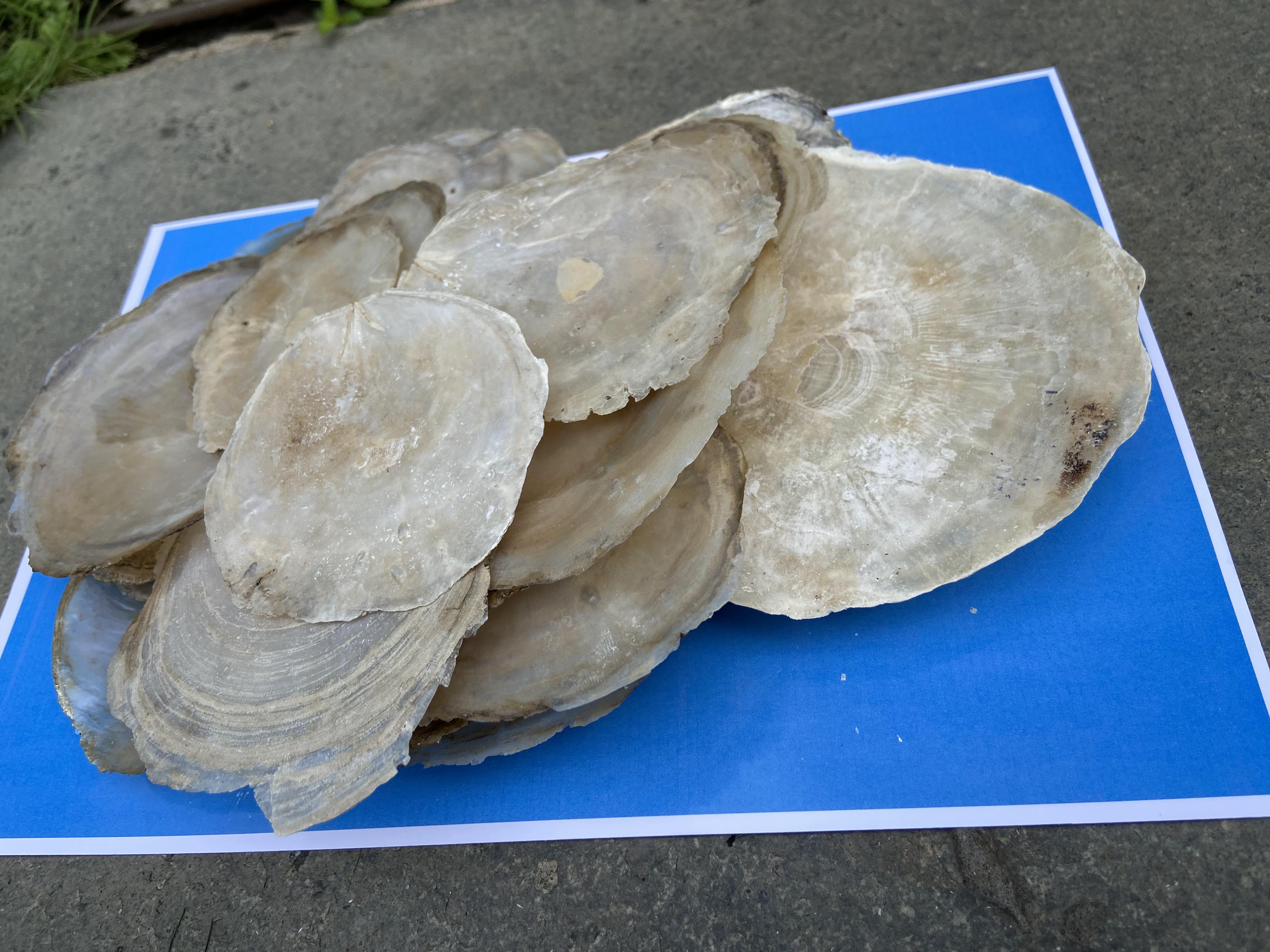 West Borneo Ketapang Shells 1