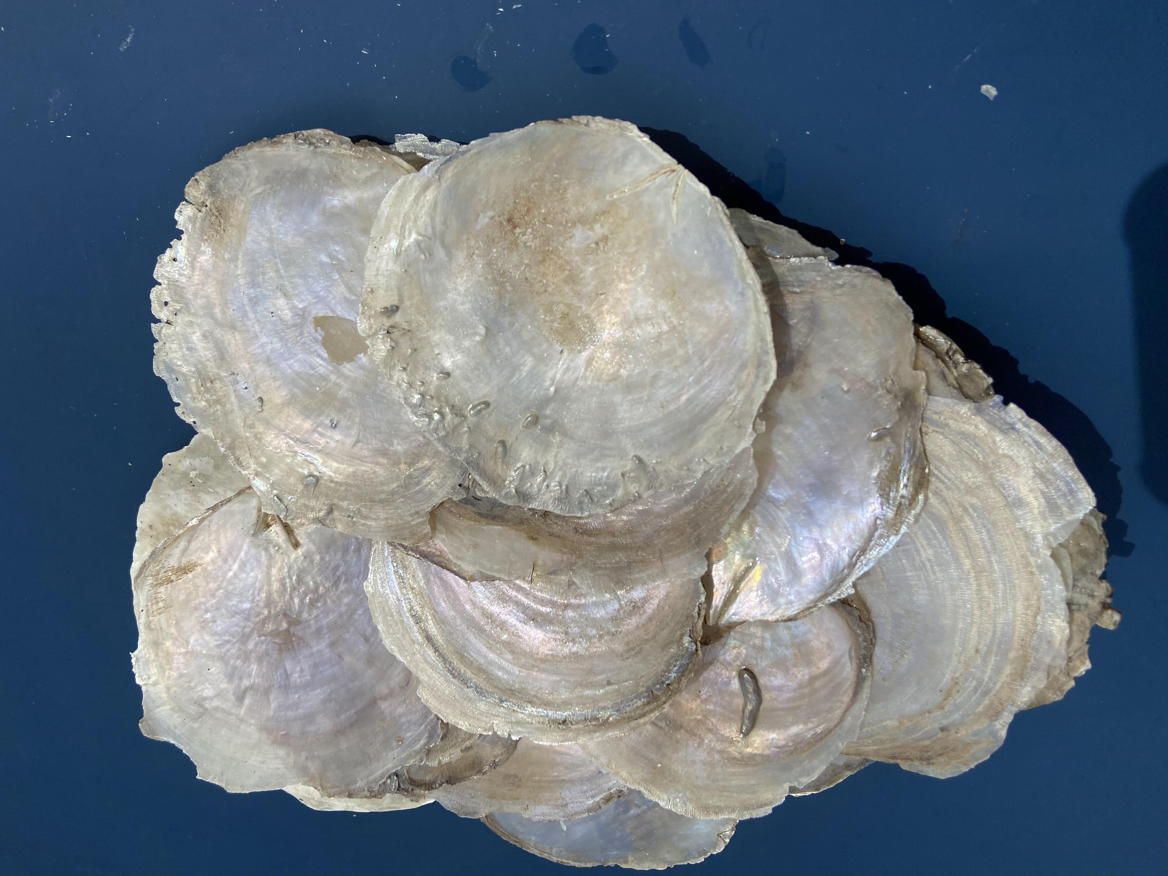 West Borneo Ketapang Shells 2