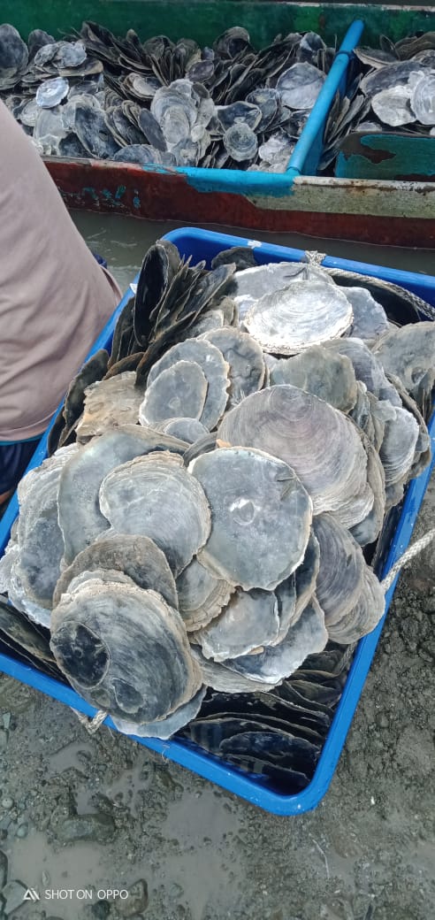 Central Java Cilacap Shells 2