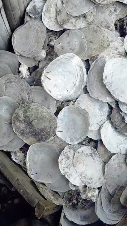 West Java Indramayu Shells 1