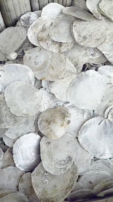 West Java Indramayu Shells 2