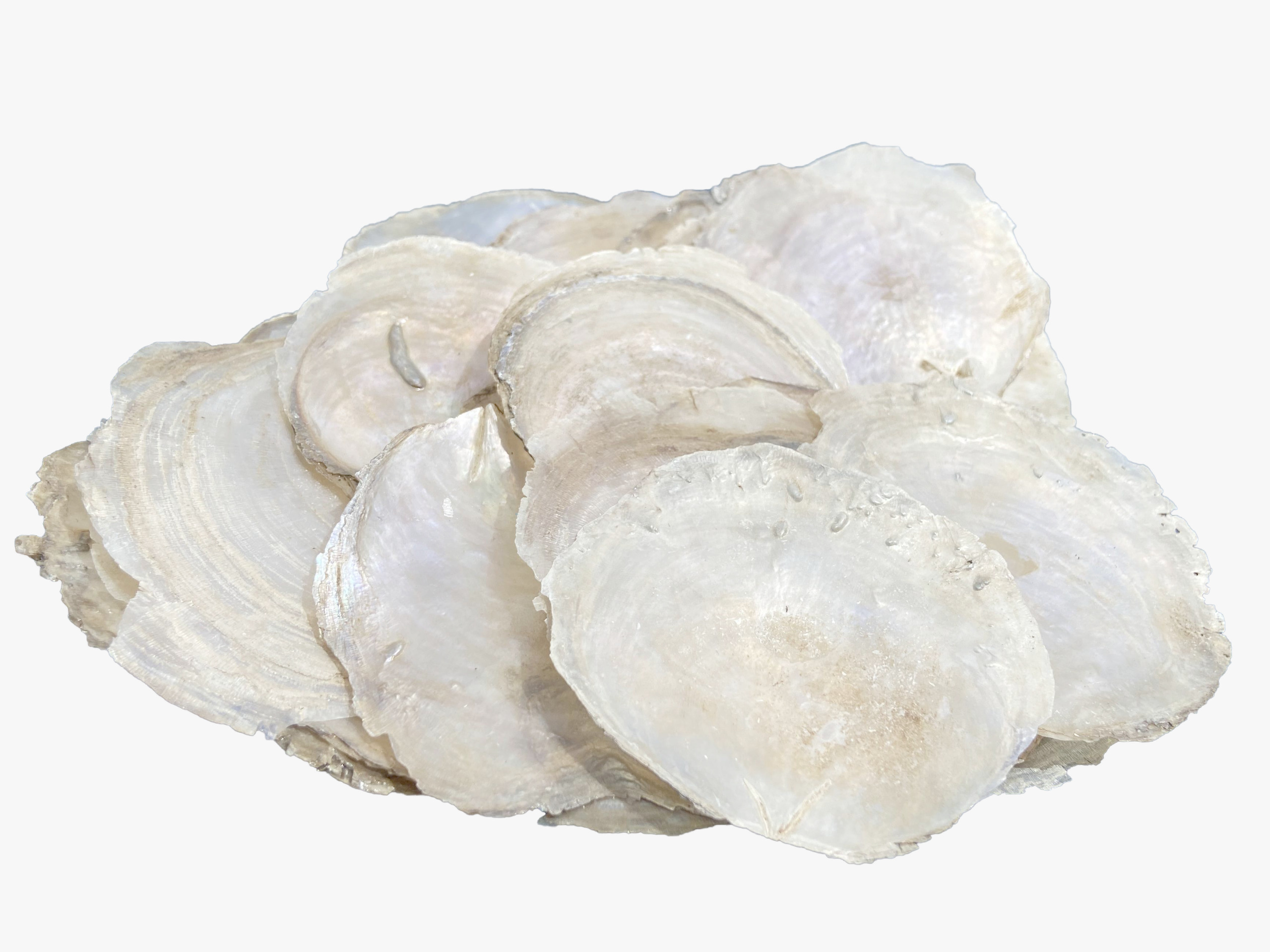 Capiz Shell
